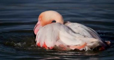 Büyük Flamingolar, Phoenicopterus gülü, Pont De Gau, Camargue, Fransa
