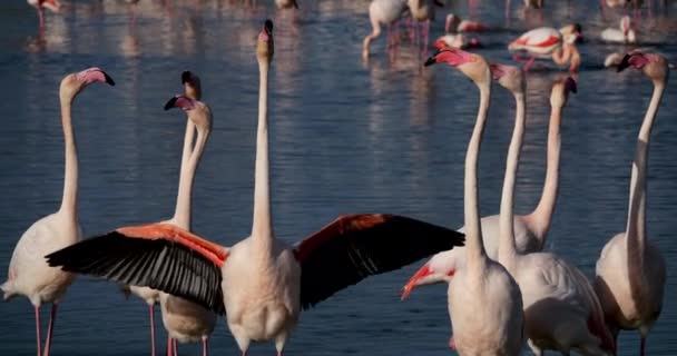 Pink Flamingos Courtship Camargue Pont Gau France — Stock Video