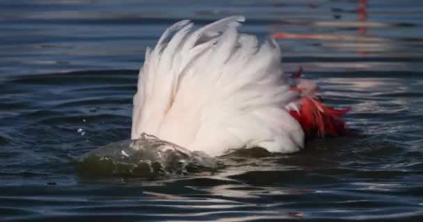 Greater Flamingos Phoenicopterus Roseus Pont Gau Camargue Francia — Vídeos de Stock