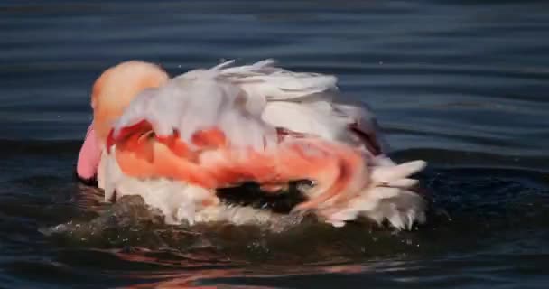 Greater Flamingos Phoenicopterus Roseus Pont Gau Camargue France — стокове відео