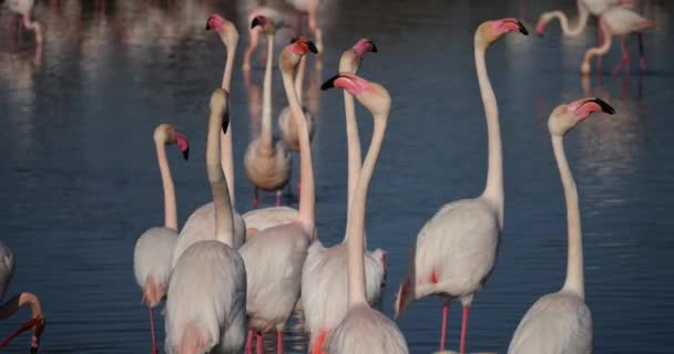 Camargue Deki Kur Sırasında Pembe Flamingolar Pont Gau Fransa Stok Video