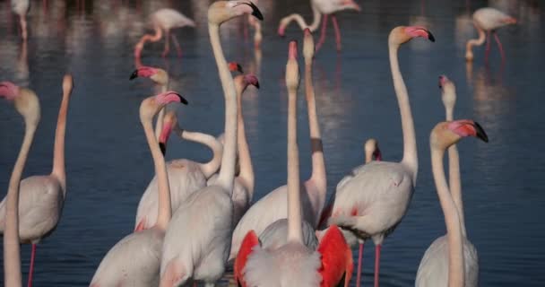 Rosafarbene Flamingos Beim Balzen Der Camargue Pont Gau Frankreich — Stockvideo