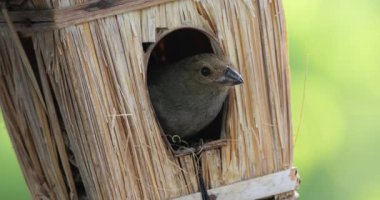 Yuva binası. Küçük Antiller ispinozu (Loxigilla noctis), dişi kuş, Guadeloupe, Fransız Karayip Adaları.