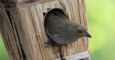 Yuva binası. Küçük Antiller ispinozu (Loxigilla noctis), dişi kuş, Guadeloupe, Fransız Karayip Adaları.