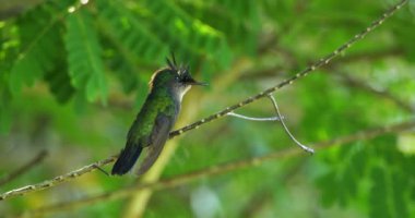 Antiller tepeli sinekkuşu (Orthorhyncus cristatus), Guadeloupe, Fransız Karayip Adaları