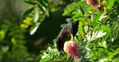 Antiller tepeli sinekkuşu (Orthorhyncus cristatus), Guadeloupe Karayip Adası 'ndaki bir çiçekte uçar ve beslenir.