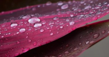 Kızıl Cordyline bitkileri, Guadeloupe, Fransız Karayip Adaları