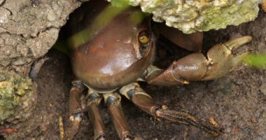Cardisoma guanhumi, ayrıca mavi kara yengeci ya da büyük kara yengeci olarak da bilinir, Guadeloupe, Karayip adası.
