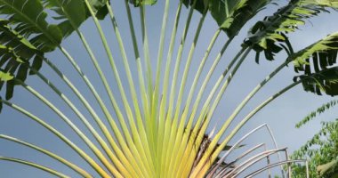 Ravenala madagascariensis, Gezgin ağacı olarak da bilinir..
