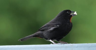 Küçük Antiller ispinozu (Loxigilla noctis), erkek kuş, Guadeloupe, Fransız Karayip adaları.
