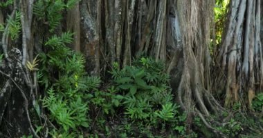 Ficus benghalensis, veya Ficus indica, banyan olarak da bilinir..