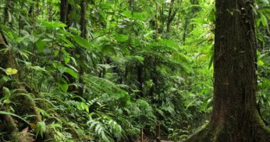 Guadeloupe 'daki tropikal yağmur ormanları. Basse Terre, Fransız Batı Hint Adaları.