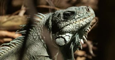 Daha az Antilya iguanası (Iguana delicatissima), Guadeloupe, Fransız Karayip Adaları.
