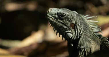 Daha az Antilya iguanası (Iguana delicatissima), Guadeloupe, Fransız Karayip Adaları.