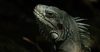 Daha az Antilya iguanası (Iguana delicatissima), Guadeloupe, Fransız Karayip Adaları.