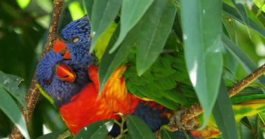 Gökkuşağı lorisi, (Trichoglossus moluccanus), Guadeloupe, Fransız Batı Hint Adaları
