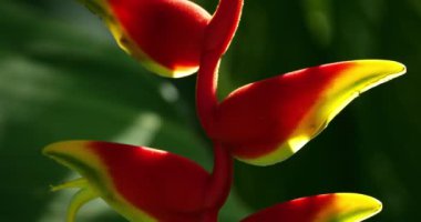 Heliconia rostrata çiçekleri, Guadeloupe, Fransız Karayip adaları