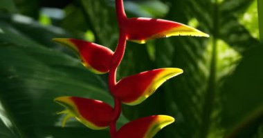 Heliconia rostrata çiçekleri, Guadeloupe, Fransız Karayip adaları