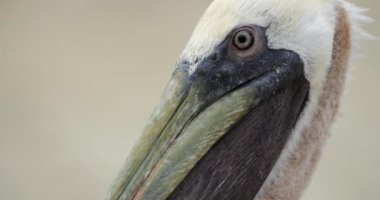 Kahverengi pelikan (Pelecanus occidentalis), Guadeloupe, Fransız Karayip Adaları