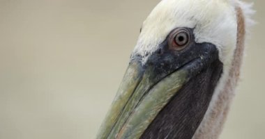 Kahverengi pelikan (Pelecanus occidentalis), Guadeloupe, Fransız Karayip Adaları