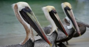 Kahverengi pelikan (Pelecanus occidentalis), Guadeloupe, Fransız Karayip Adaları
