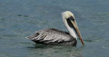 Kahverengi pelikan (Pelecanus occidentalis), Guadeloupe, Fransız Karayip Adaları
