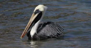 Kahverengi pelikan (Pelecanus occidentalis), Guadeloupe, Fransız Karayip Adaları