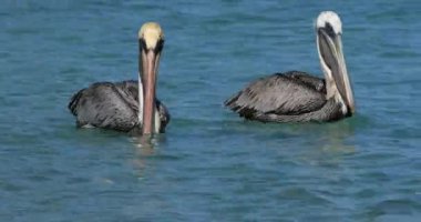 Kahverengi pelikan (Pelecanus occidentalis), Guadeloupe, Fransız Karayip Adaları