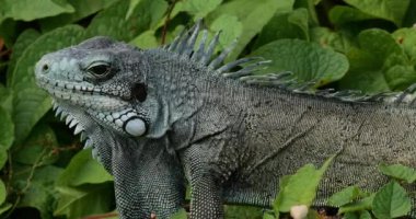 Daha az Antilya iguanası (Iguana delicatissima), Guadeloupe, Fransız Karayip Adaları