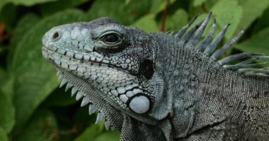 Daha az Antilya iguanası (Iguana delicatissima), Guadeloupe, Fransız Karayip Adaları