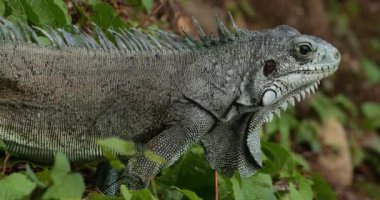 Daha az Antilya iguanası (Iguana delicatissima), Guadeloupe, Fransız Karayip Adaları