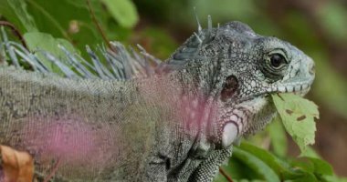 Daha az Antilya iguanası (Iguana delicatissima), Guadeloupe, Fransız Karayip Adaları