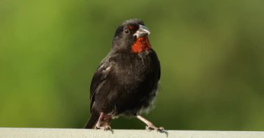 Küçük Antiller ispinozu (Loxigilla noctis), erkek kuş, Guadeloupe, Fransız Karayip adaları.