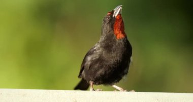 Küçük Antiller ispinozu (Loxigilla noctis), erkek kuş, Guadeloupe, Fransız Karayip adaları.