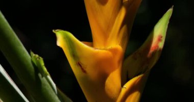 Heliconia caribaea, Guadeloupe, Karayip Adaları