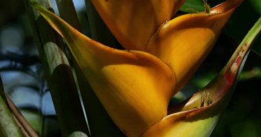 Heliconia caribaea, Guadeloupe, Karayip Adaları