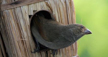 Yuva binası. Küçük Antiller ispinozu (Loxigilla noctis), dişi kuş, Guadeloupe, Fransız Karayip Adaları.