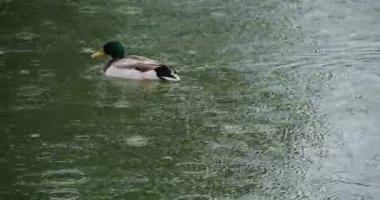 Mallard yağmurun altında yüzüyor, Fransa