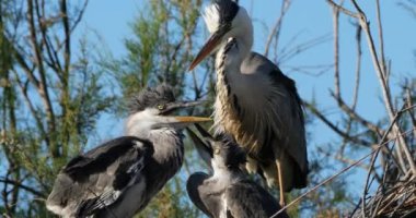 Genç gri balıkçıllar yuvada, Fransa 'da Camargue