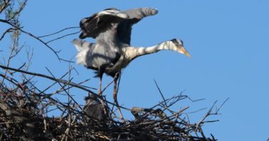 Genç gri balıkçıllar yuvada, Fransa 'da Camargue