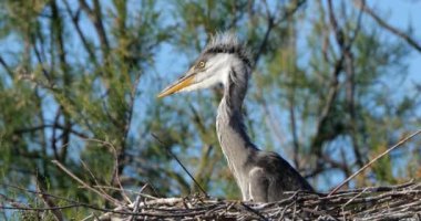 Genç gri balıkçıllar yuvada, Fransa 'da Camargue