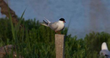 Yaygın deniz feneri tünemiş, (Sterna hirundo) Fransa 'da Camargue