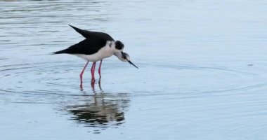 Geleneksel kur yapma, Kara Kanatlı stilt (Himantopus himantopus), Camargue, Fransa