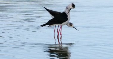 Geleneksel kur yapma, Kara Kanatlı stilt (Himantopus himantopus), Camargue, Fransa
