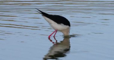Grooming Black-winged stilt (Himantopus himantopus), Camargue, Fransa