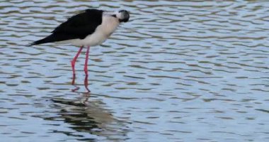 Kara kanatlı stilt (Himantopus himantopus), Camargue, Fransa