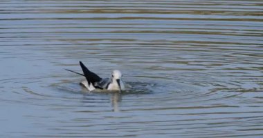 Grooming Black-winged stilt (Himantopus himantopus), Camargue, Fransa