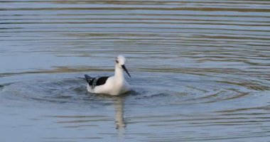 Grooming Black-winged stilt (Himantopus himantopus), Camargue, Fransa