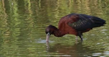 Parlak aynak, Plegadis falcinellus, Camargue, Fransa