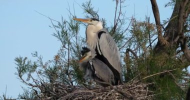 Genç gri balıkçıllar yuvada, Fransa 'da Camargue